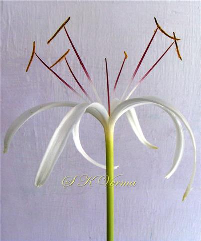  Flower ( with ovary removed)